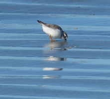 Piping Plover